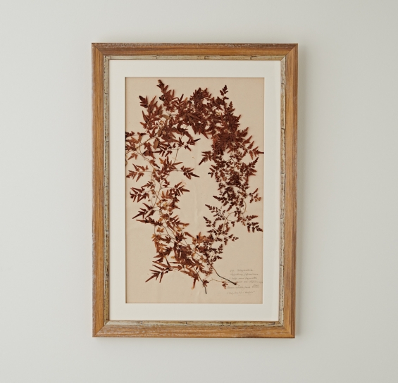 English Herbariums C1873